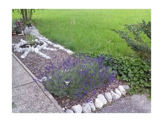 Lavendel