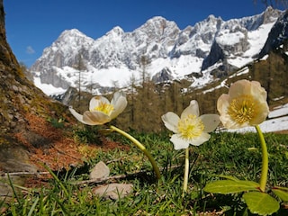 Frühling unterm Dachstein