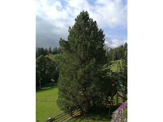 Zirbe im Garten