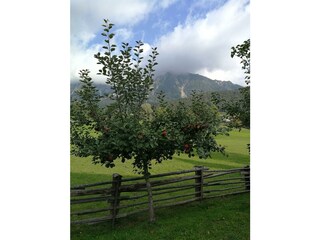 Apfelbaum