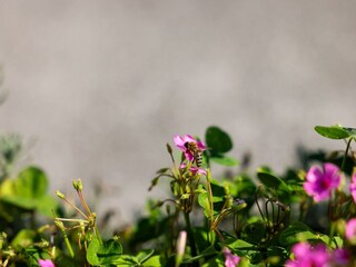 Blumen mit Biene