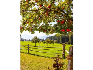 Vogelbeerbaum