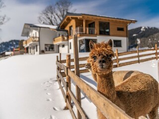 aussen mit alpaka ferienwohnung ahorn ramsau am da