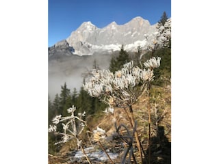 Appartements Alpenblick - Natur