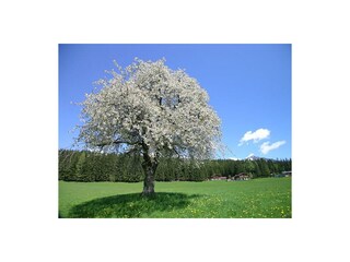 Kirschbaum in der Frienerwiese