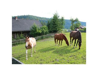 Pferdefreund