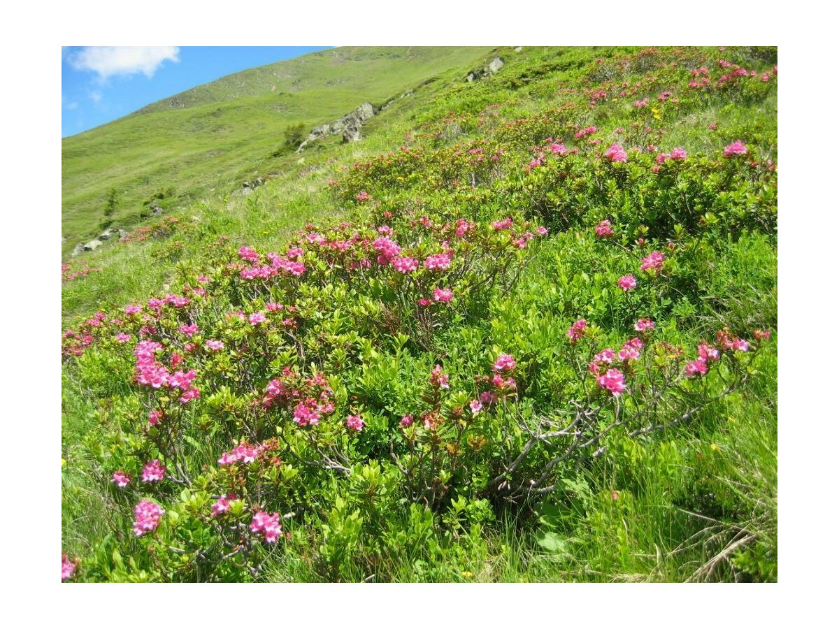 Wanderungen-Haus-Lerchegger-Naturpark-Sölktäler