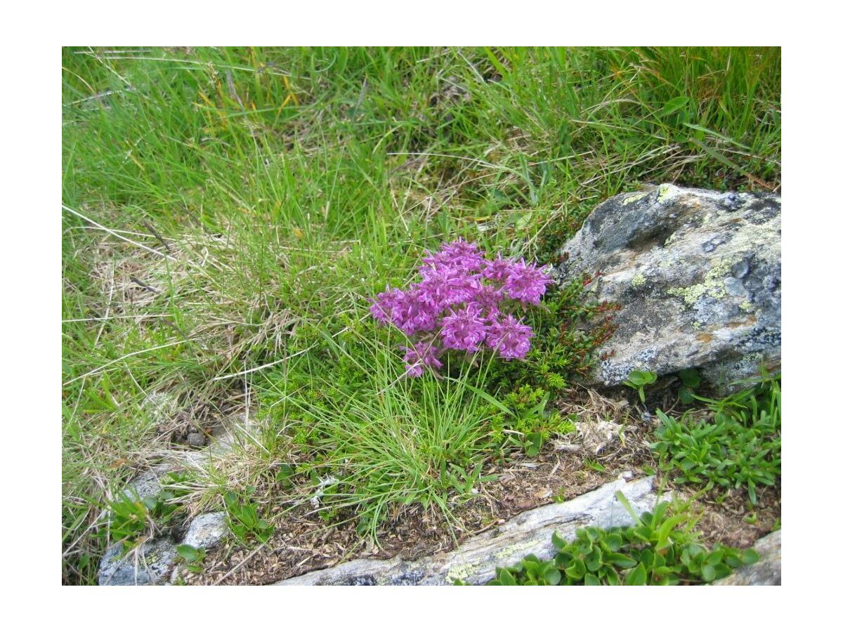 Wanderungen-Haus-Lerchegger-Naturpark-Sölktäler-Sc