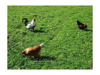 Glückliche Freilandhühner sorgen für´s Frühstückse