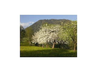 Baumblüte im Frühling