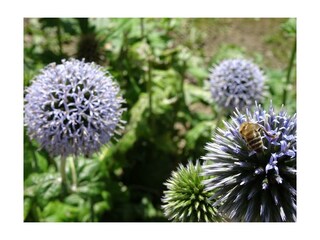 Ein Blütentraum für Bienen