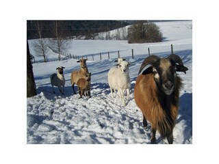 Unsere Kamerunschafherde im Schnee