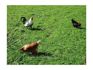 Glückliche Freilandhühner sorgen für´s Frühstückse