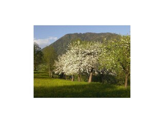 Baumblüte im Frühling