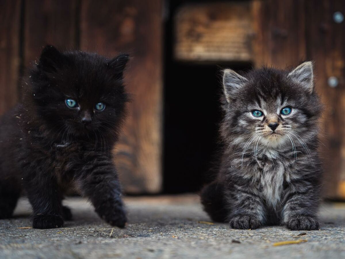 Unsere Katzen freuen sich auf Streicheleinheiten