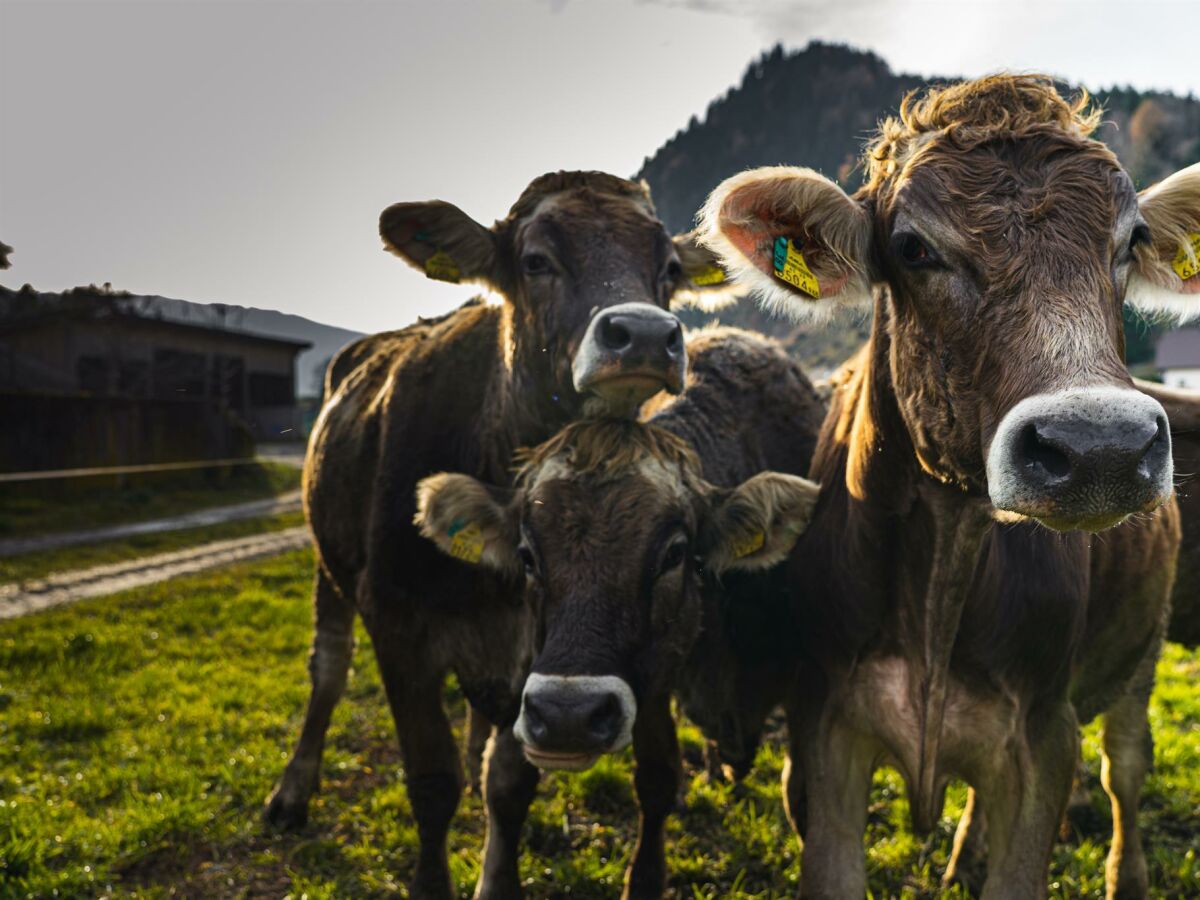 Unsere Kühe genießen die frische Landluft