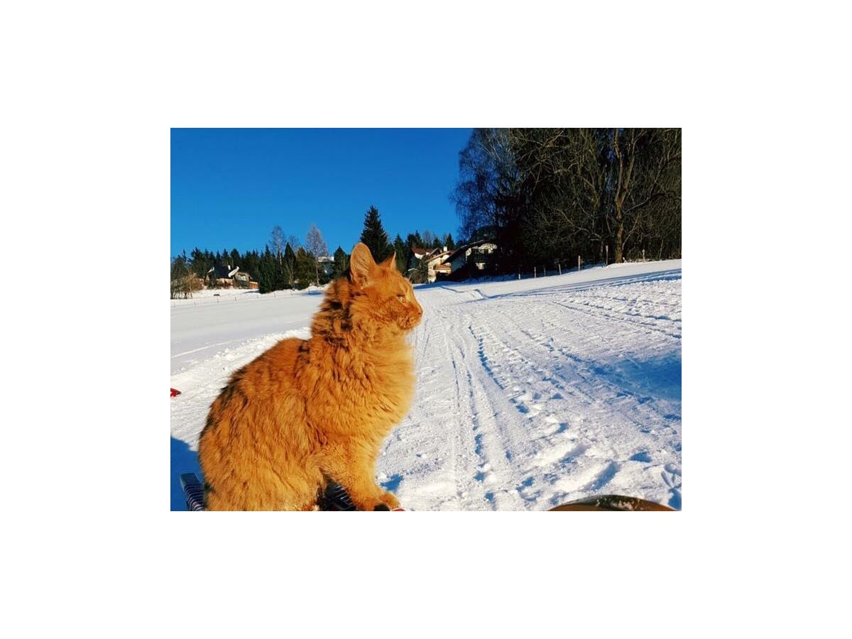 Unser Kater Jojo genießt das schöne Winterwetter