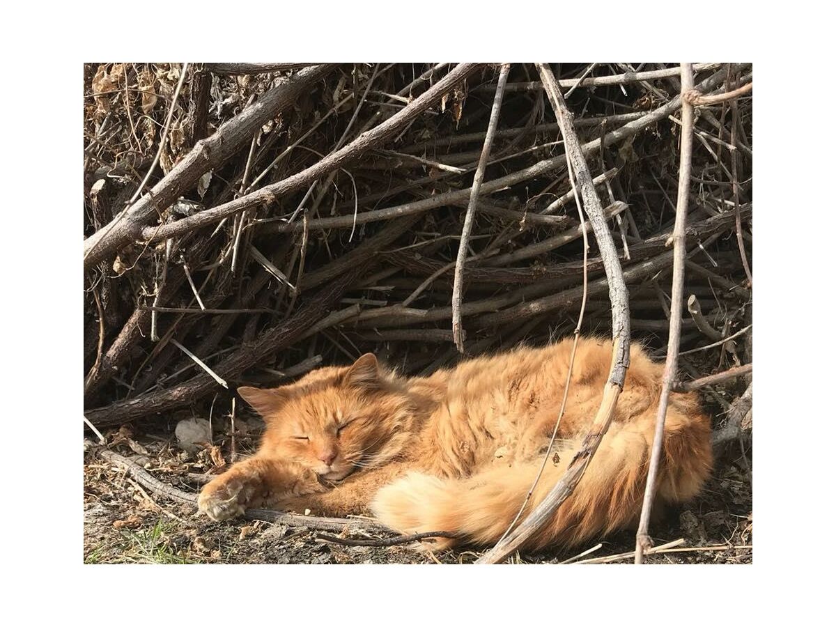 Unser Kater Jojo gönnt sich einen Mittagsschlaf