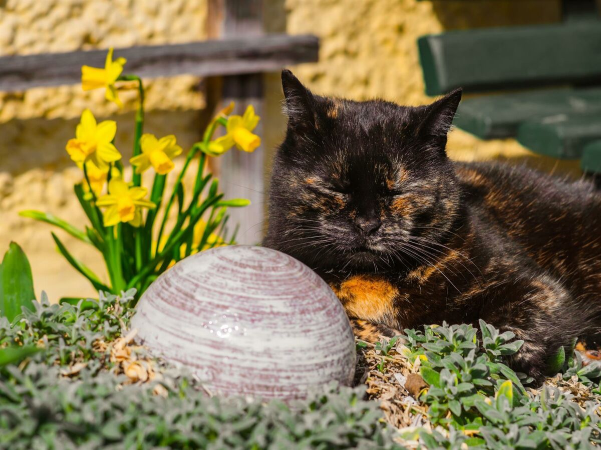 Unsere Katzen freuen sich auf Streicheleinheiten