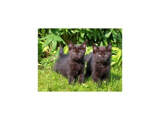 Viele Katzen freuen sich auf Streicheleinheiten