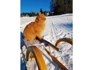 Unser Kater Jojo genießt das schöne Winterwetter