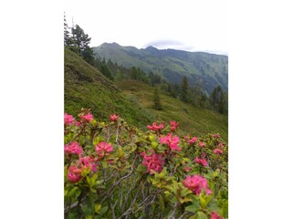 Almrauschblüte