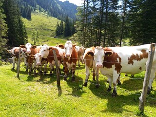 Besuch bei der Hütte