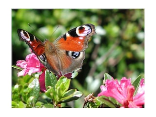 Schmetterling