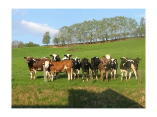 Cows my fans