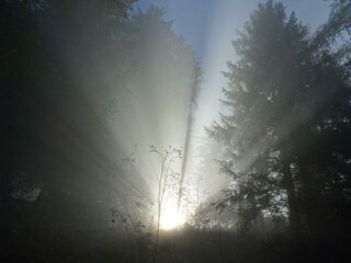 Sonnenstrahlen durchbrechen den Nebel