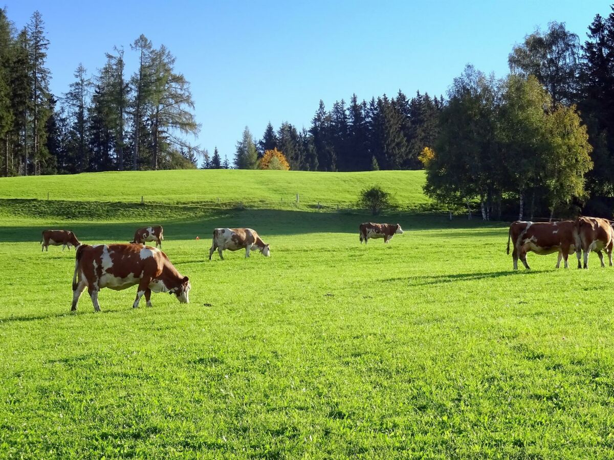 Kühe auf Wiese