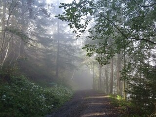 Nebel + Sonne