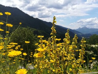 leuchtende Blumenpracht