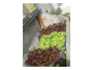 Salat der schmeckt