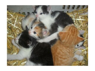 Katzenkinder