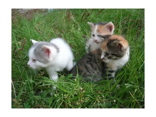 Katzenausflug