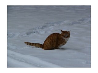 Katze im Schnee
