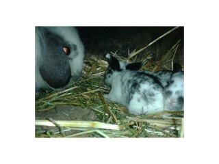 Hasenfamilie
