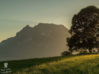 Lindenbaum im Sommer