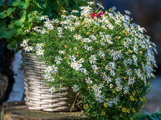 Blumenschmuck