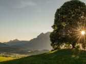 Sonnenuntergang unter der Linde