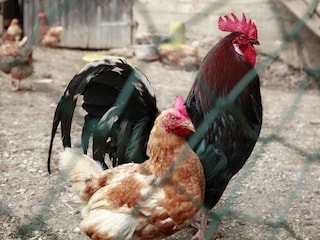 _MG_0398 F (1)