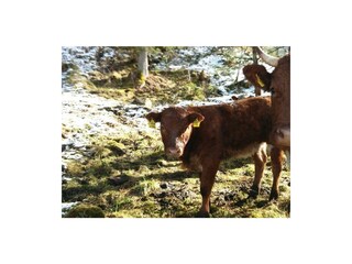 Tiere
