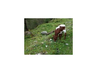 Tiere