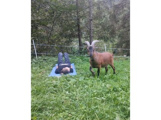 Tierisches Yoga auf der Weide