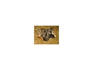 Katzen