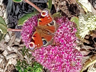 Casa de vacaciones Ditzum Grabación al aire libre 11