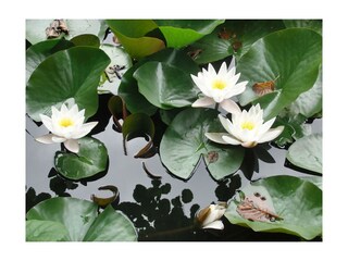 Casa per le vacanze Klingenthal (Bas-Rhin) Registrazione all'aperto 5