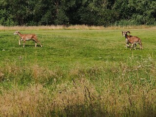 Appartamento per vacanze Göhren-Lebbin Ambiente 38