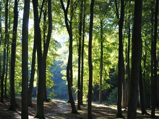 Spaziergang durch das Naturschutzgebiet Granitz